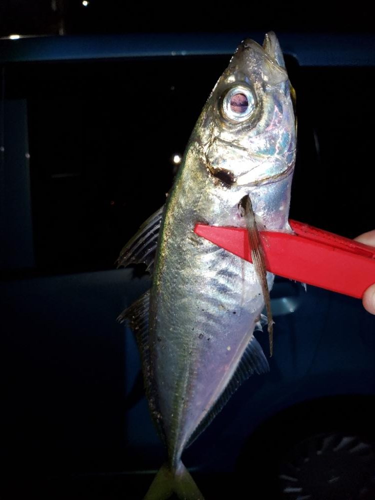 よーく引きました！