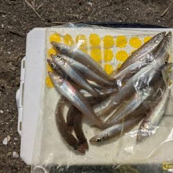 ボートフィッシング