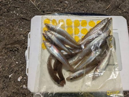 ボートフィッシング