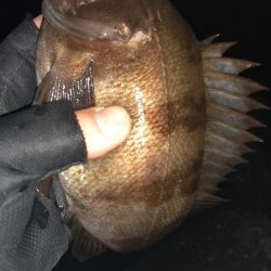 本日もメバリング～