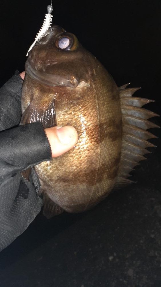 本日もメバリング～