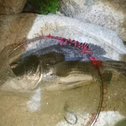 やっと釣れた。腕悪く打率低い