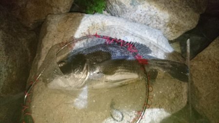 やっと釣れた。腕悪く打率低い