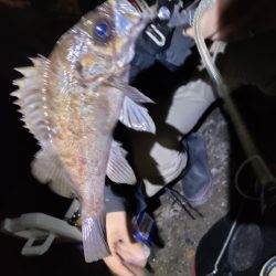 ふっくらメバル