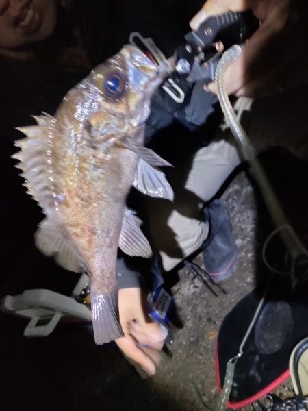 ふっくらメバル