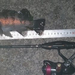 初プラグフィッシュ