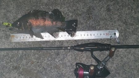 初プラグフィッシュ