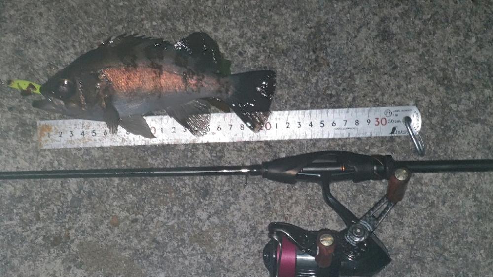 初プラグフィッシュ