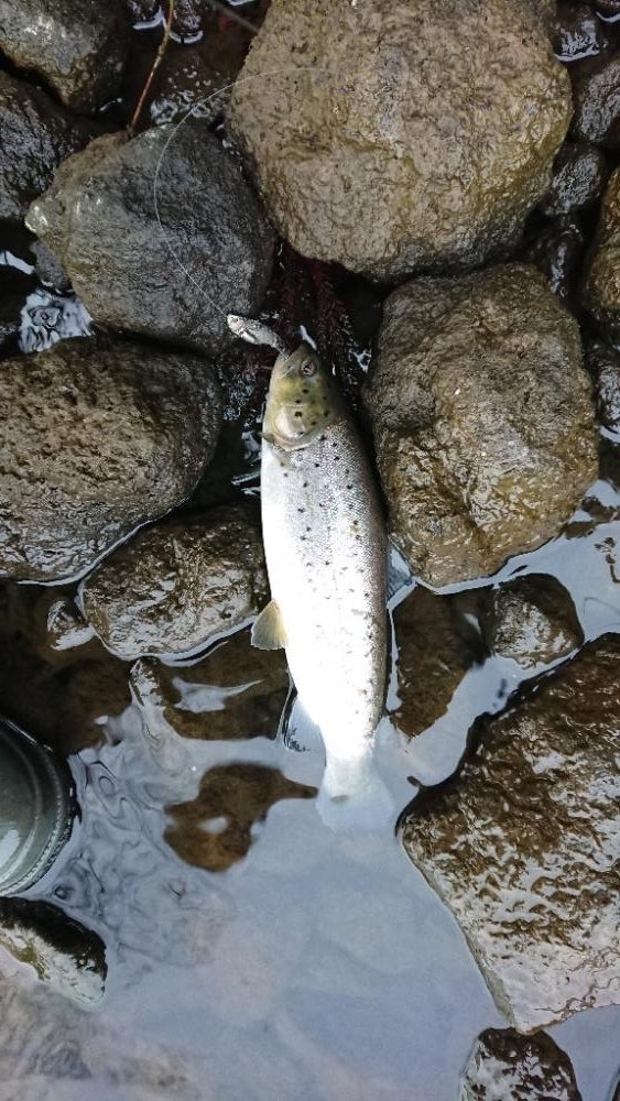 夕方小ブラウン連発