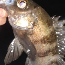 メバル久々のハードモード