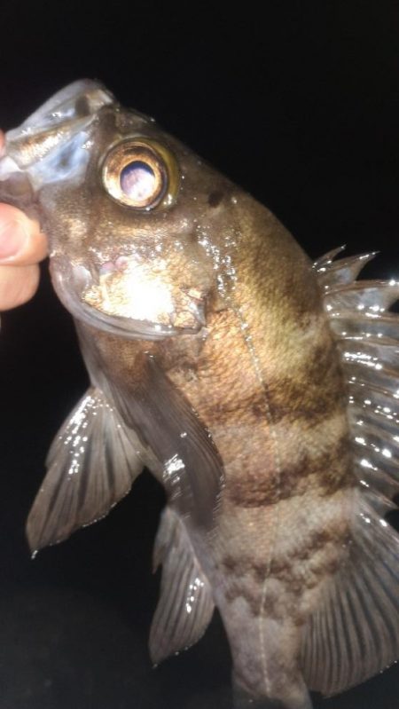 メバル久々のハードモード