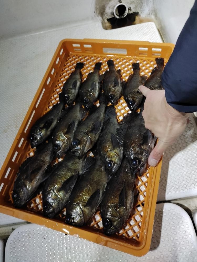 ボートメバリング