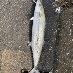 久しぶりのサゴシ