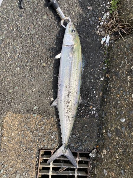 久しぶりのサゴシ