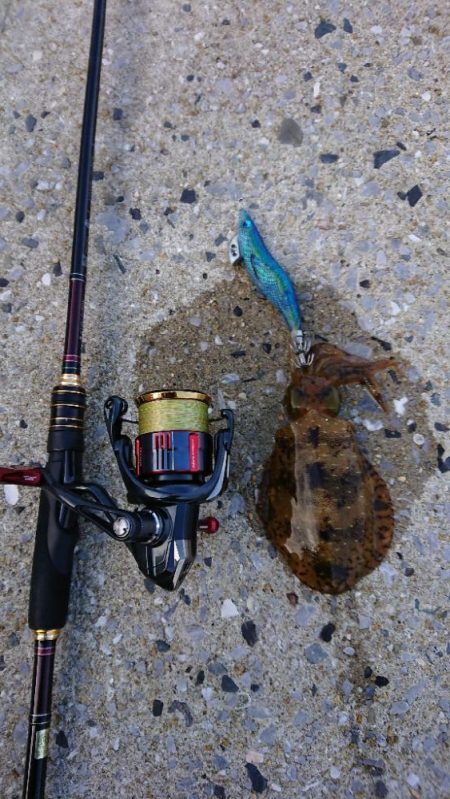 対馬エギング釣果……24