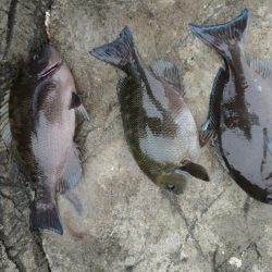 太地でグレ釣り