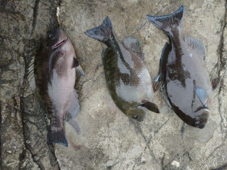 太地でグレ釣り