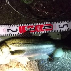 メバル狙いでしたが