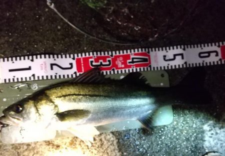 メバル狙いでしたが