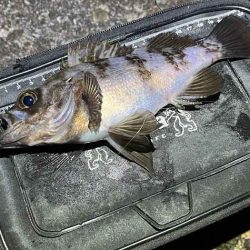 姫路の網干でフロートメバリング