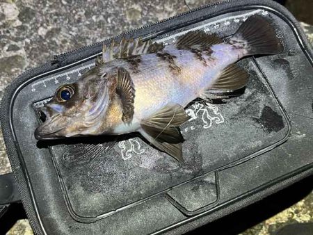 姫路の網干でフロートメバリング