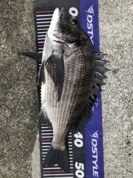 題名連日年無し❗️(イチノ兄弟)