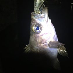 たかたか釣り日記