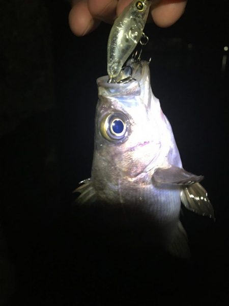 たかたか釣り日記