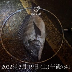 南港ヘチ釣り