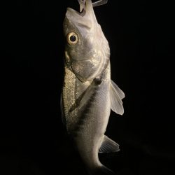 ホタルイカパターン第2弾