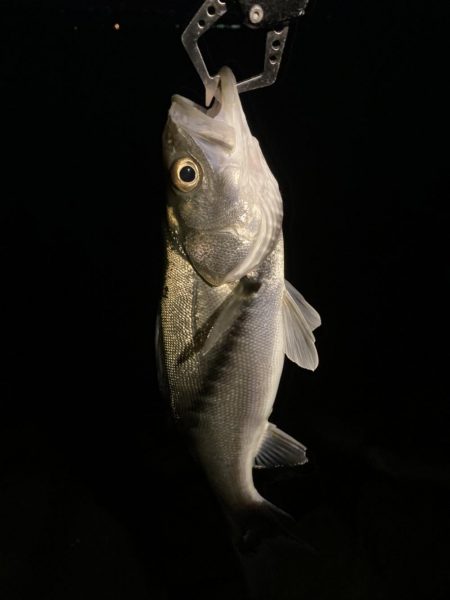 ホタルイカパターン第2弾