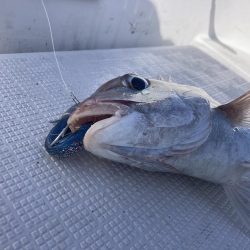 久しぶりの船釣り