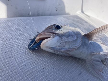 久しぶりの船釣り