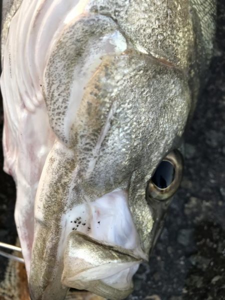 マイクロパターン