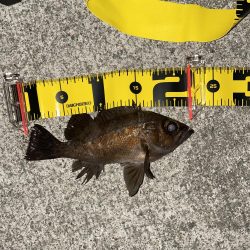 今日もメバリング釣行