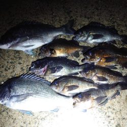 今年やっと満足できた