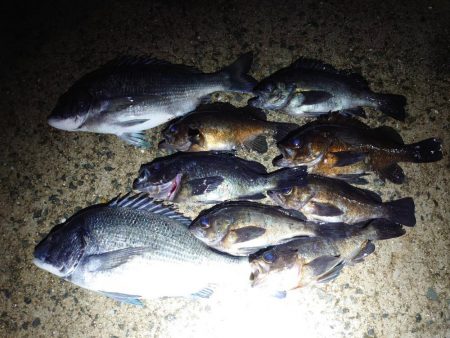 今年やっと満足できた