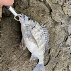 ノッコミチヌを求めて