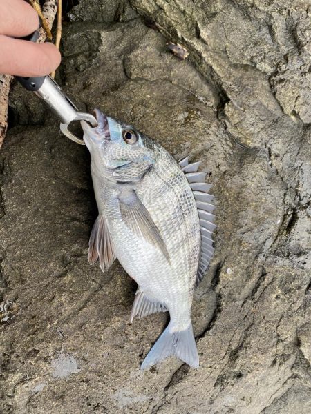 ノッコミチヌを求めて