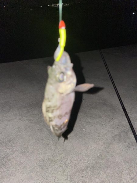 今日もメバリング