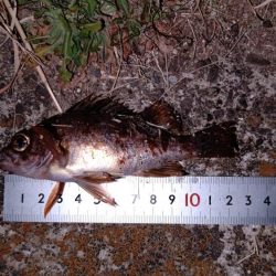 赤潮がかなりひどい…