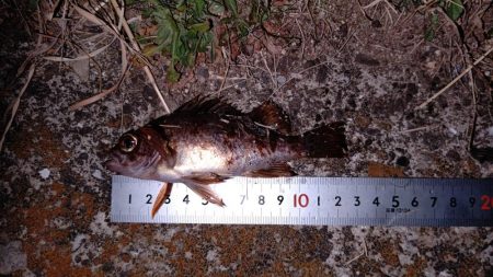 赤潮がかなりひどい…