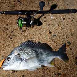 芦屋浜ナイトゲームでキビレ