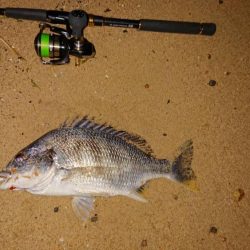 雨の前に芦屋浜でチヌ