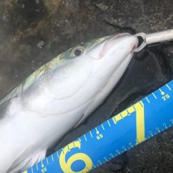 今日もトップで