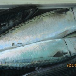 スルメイカ45杯 ヤリイカも