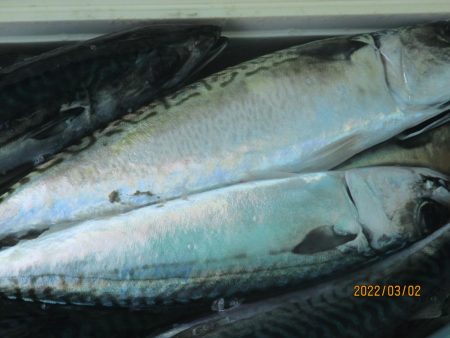 スルメイカ45杯　ヤリイカも