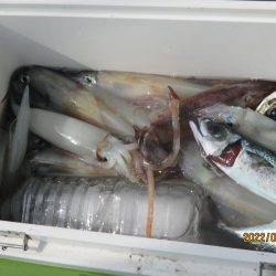 ヤリイカ　入食い！