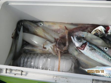 ヤリイカ　入食い！