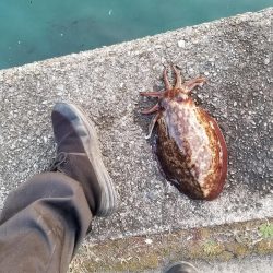 仕事帰りにシャクシャク